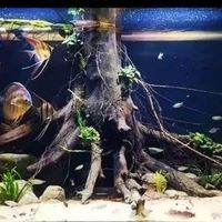 混養時如何保持水質穩定？：如何保持魚缸水質穩定