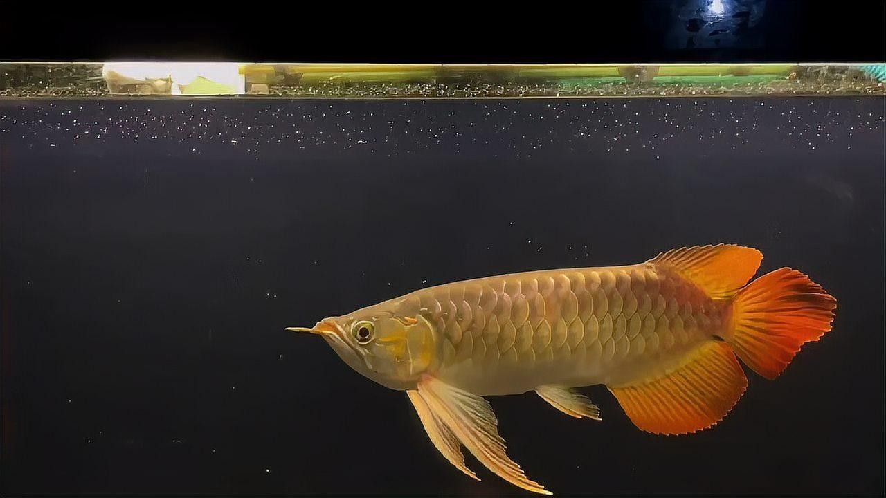 有沒有高清的紅龍魚視頻？：如何獲取高清紅龍魚視頻資源 有沒有高清的紅龍魚視頻？：如何獲取高清紅龍魚視頻資源 龍魚百科 第1張