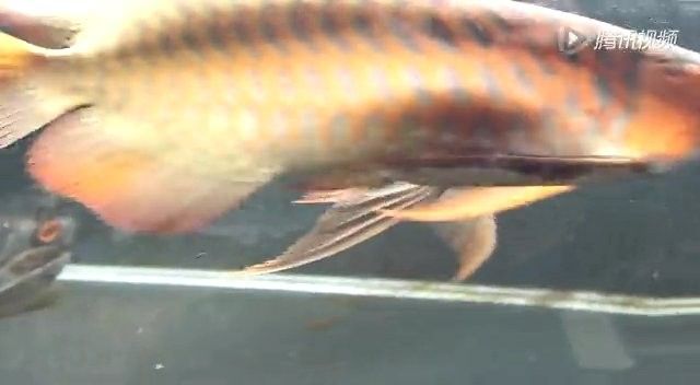 有沒有高清的紅龍魚視頻？：如何獲取高清紅龍魚視頻資源 有沒有高清的紅龍魚視頻？：如何獲取高清紅龍魚視頻資源 龍魚百科 第3張