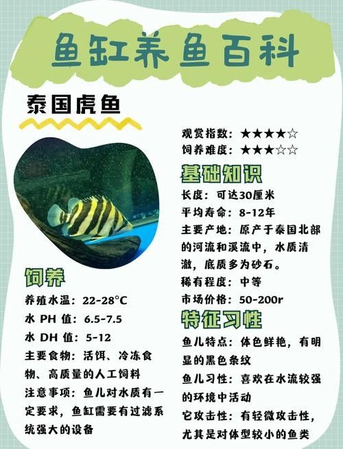 金龍魚、豬鼻龜、虎魚的食物選擇：虎魚與金龍魚混養好嗎虎魚與金龍魚混養好嗎