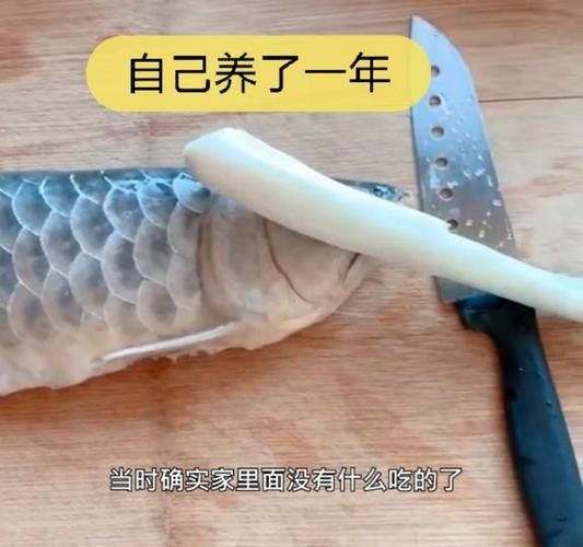 如何預約龍魚市場的現殺服務？：如何預約龍魚市場現殺服務