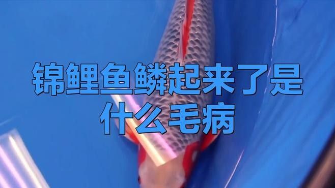 病理性鱗片松動多久會死：病理性鱗片松動多久會死，