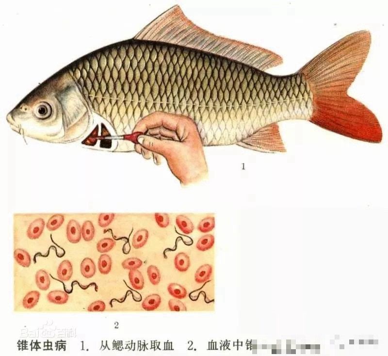 龍魚寄生蟲多久驅(qū)一次：360doc個人圖書館龍魚常見病及治療方法分享