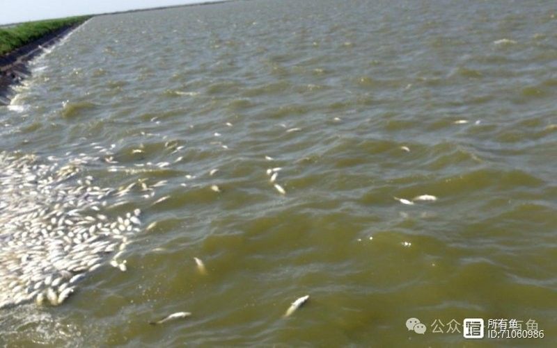 龍魚寄生蟲多久驅(qū)一次：360doc個(gè)人圖書館龍魚常見病及治療方法分享