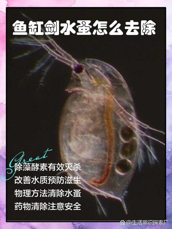 如何消毒紅蟲和水蚤？：如何有效消毒紅蟲和水蚤
