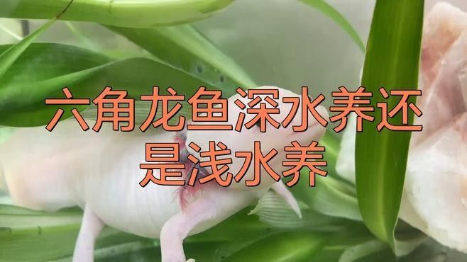 六角恐龍魚對水質有何要求：六角恐龍魚對水質有何要求，