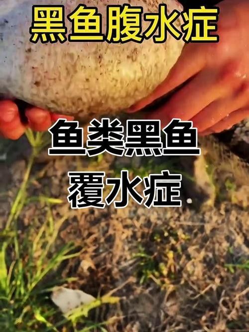哪些因素會影響黑龍魚的價格：三農水產養殖分享黑魚該怎么養才活得長暗房映畫志 哪些因素會影響黑龍魚的價格：三農水產養殖分享黑魚該怎么養才活得長暗房映畫志 龍魚百科 第11張