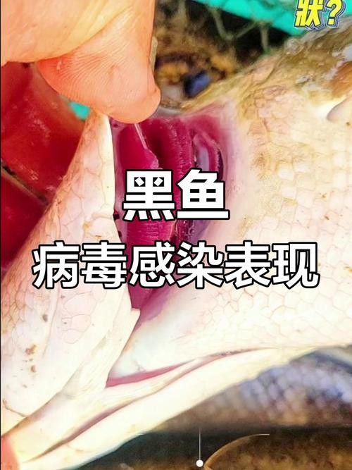 哪些因素會影響黑龍魚的價格：三農水產養殖分享黑魚該怎么養才活得長暗房映畫志 哪些因素會影響黑龍魚的價格：三農水產養殖分享黑魚該怎么養才活得長暗房映畫志 龍魚百科 第10張