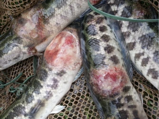哪些因素會影響黑龍魚的價格：三農水產養殖分享黑魚該怎么養才活得長暗房映畫志 哪些因素會影響黑龍魚的價格：三農水產養殖分享黑魚該怎么養才活得長暗房映畫志 龍魚百科 第7張