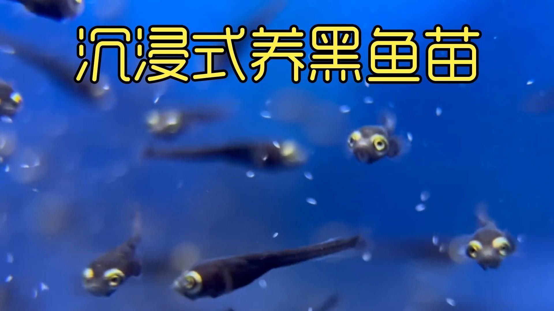 哪些因素會影響黑龍魚的價格：三農水產養殖分享黑魚該怎么養才活得長暗房映畫志 哪些因素會影響黑龍魚的價格：三農水產養殖分享黑魚該怎么養才活得長暗房映畫志 龍魚百科 第1張