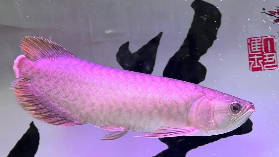 龍魚漲肚后如何護理？：暮暮充電站龍魚腸胃病,龍魚“翻肚”了怎么辦