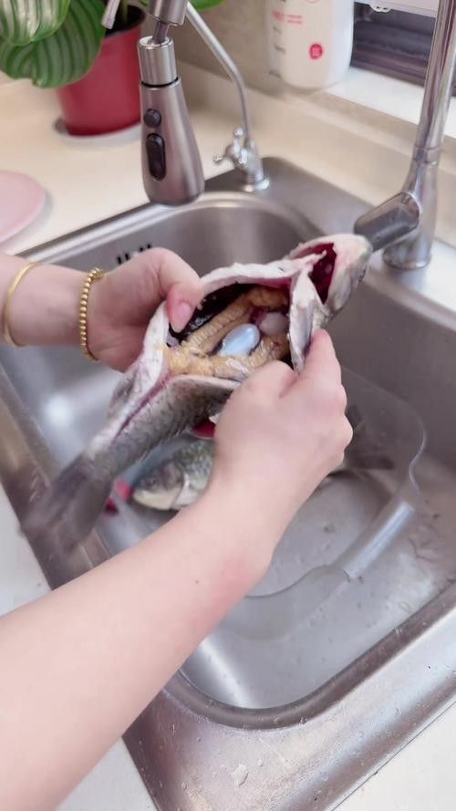 龍魚漲肚后如何護理？：暮暮充電站龍魚腸胃病,龍魚“翻肚”了怎么辦