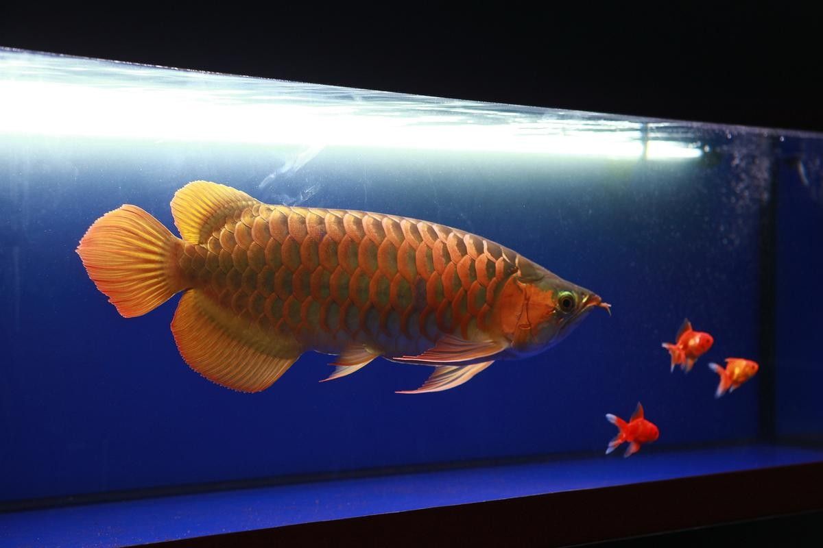 石龍哪個水族館龍魚好？祥龍魚場龍魚：石龍哪個水族館的龍魚好 石龍哪個水族館龍魚好？祥龍魚場龍魚：石龍哪個水族館的龍魚好 龍魚百科 第6張