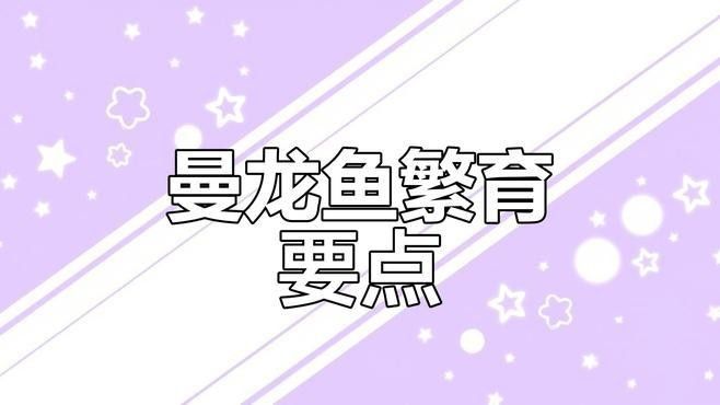 藍曼龍魚繁殖期間需要注意什么：曼龍魚繁殖全攻略