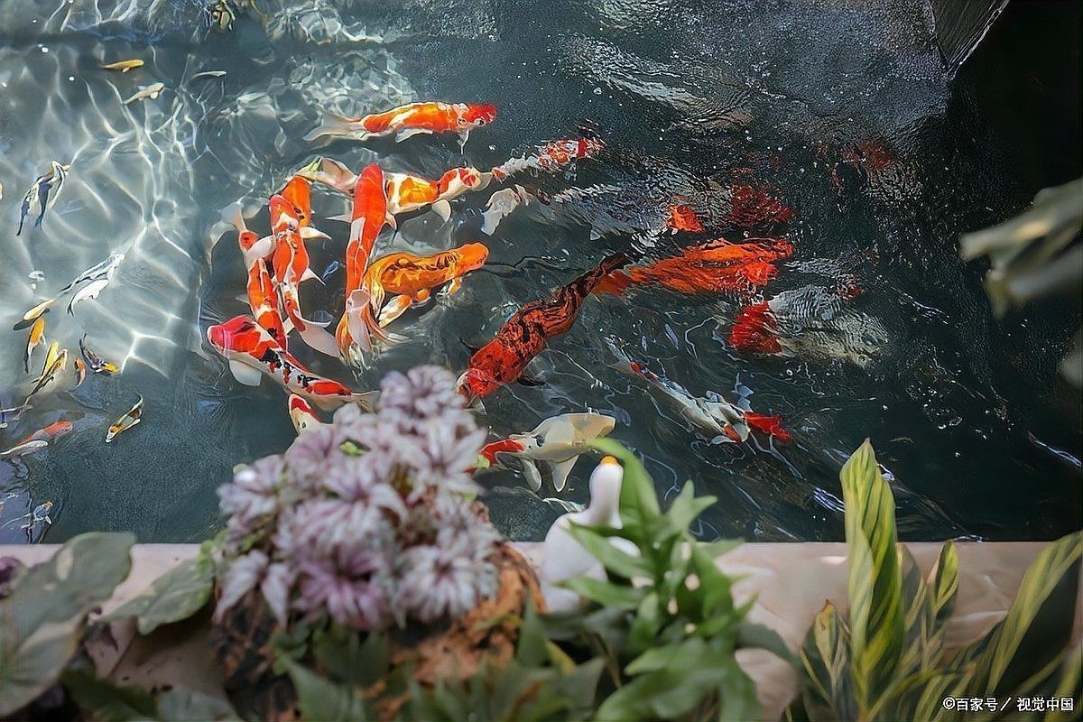 龍魚爛鰭后多久會恢復？：魚爛鰭后多久能恢復