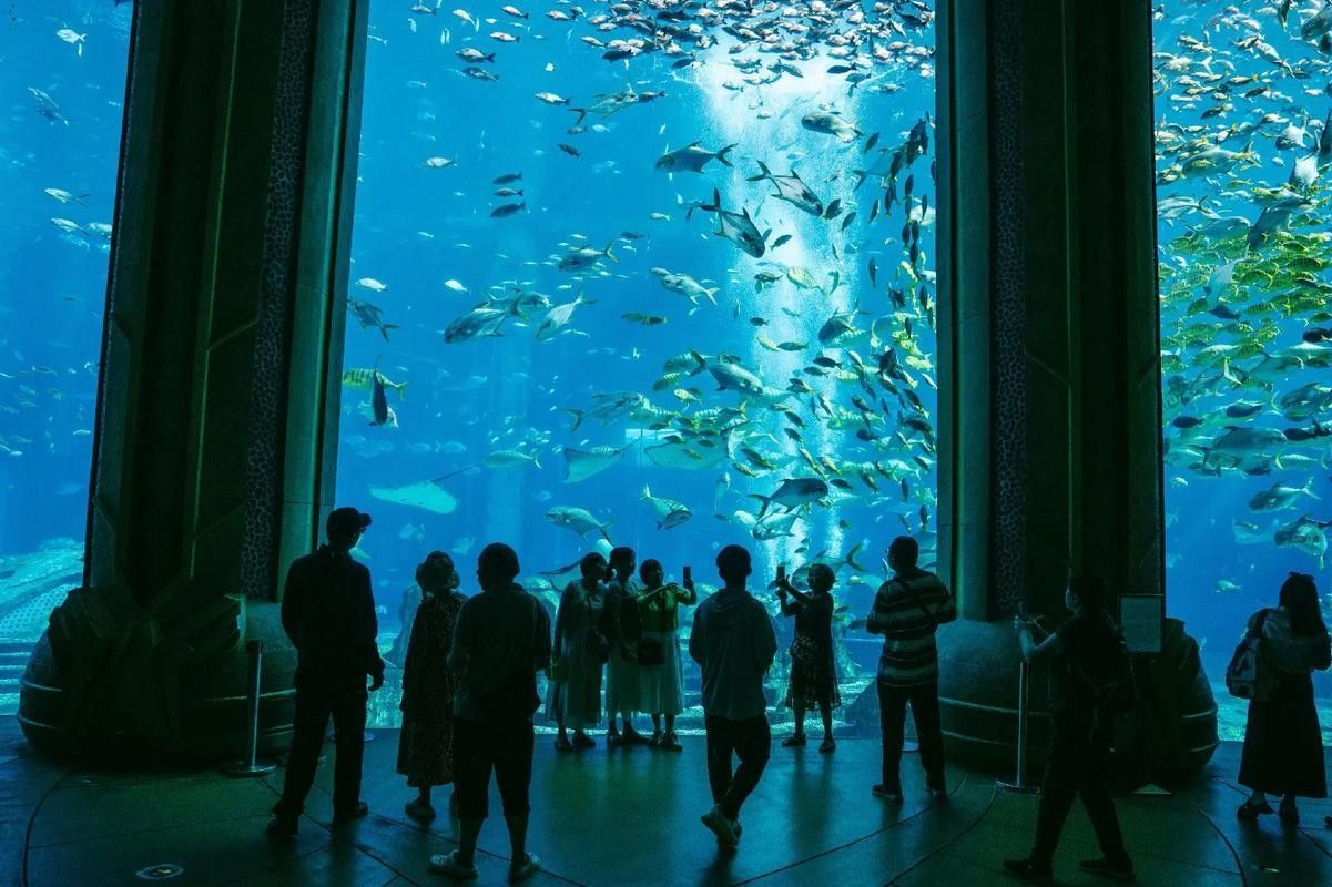 龍魚世家水族館是否真實存在:珠海龍魚世家水族館是否真實存在,龍魚世家水族館是否真實存在 龍魚百科 第4張 龍魚世家水族館是否真實存在:珠海龍魚世家水族館是否真實存在,龍魚世家水族館是否真實存在 龍魚世家水族館是否真實存在:珠海龍魚世家水族館是否真實存在,龍魚世家水族館是否真實存在 龍魚百科 第4張