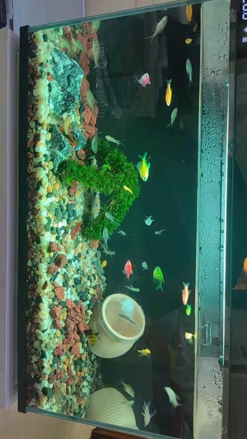 虎皮恐龍魚好養嗎？：關于虎皮恐龍魚飼養的一些關鍵信息 虎皮恐龍魚好養嗎？：關于虎皮恐龍魚飼養的一些關鍵信息 龍魚百科 第5張