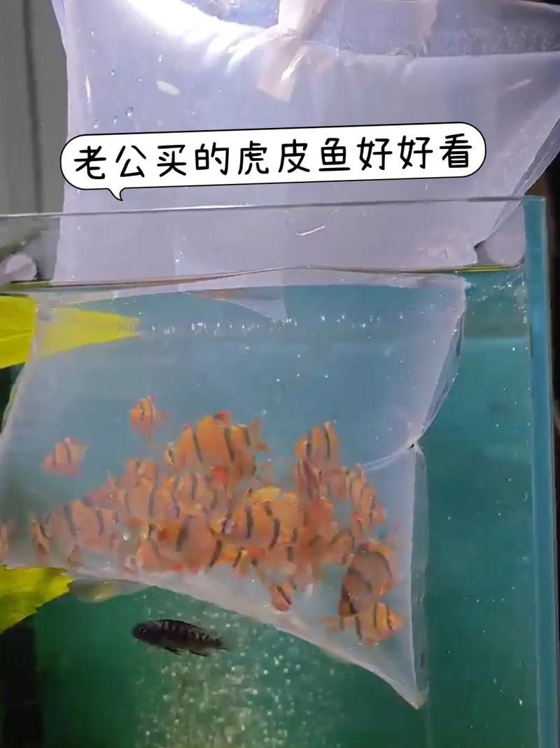 虎皮恐龍魚好養嗎？：關于虎皮恐龍魚飼養的一些關鍵信息 虎皮恐龍魚好養嗎？：關于虎皮恐龍魚飼養的一些關鍵信息 龍魚百科 第3張