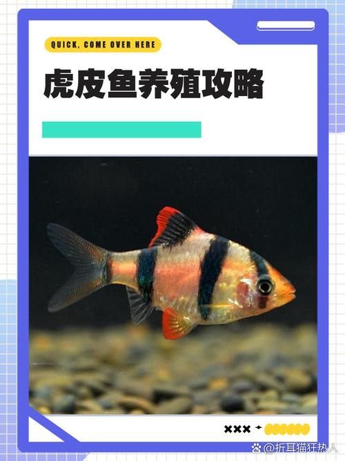 虎皮恐龍魚好養嗎？：關于虎皮恐龍魚飼養的一些關鍵信息 虎皮恐龍魚好養嗎？：關于虎皮恐龍魚飼養的一些關鍵信息 龍魚百科 第2張