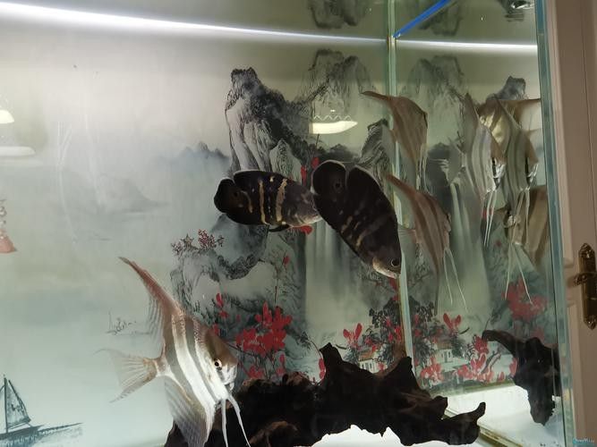 彩蝶埃及缸適合養哪些品種的龍魚？：彩蝶埃及缸適合養哪些品種的龍魚