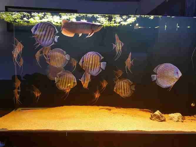 彩蝶埃及缸適合養哪些品種的龍魚？：彩蝶埃及缸適合養哪些品種的龍魚