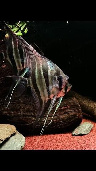 彩蝶埃及缸適合養哪些品種的龍魚？：彩蝶埃及缸適合養哪些品種的龍魚
