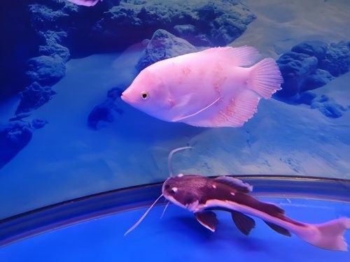 金龍魚和招財魚混養需要多大的魚缸：金龍魚和招財魚混養需要多大的魚缸尺寸
