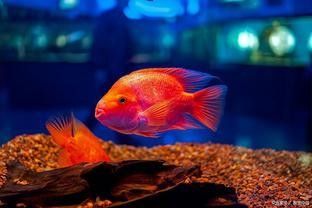 如何設置魚缸環境以減少沖突？：90%的人都忽略了玄寵宿舍:水位高低決定魚命