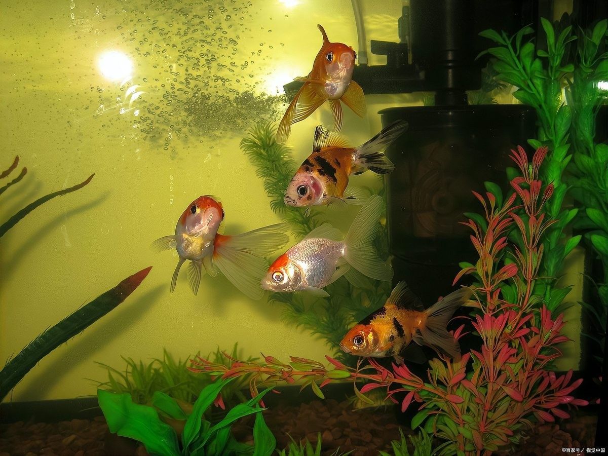 夜間開燈對龍魚有何影響：夜間開燈對龍魚有影響嗎？