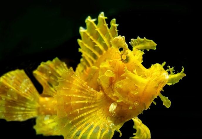 交口哪個(gè)水族館龍魚(yú)好？祥龍魚(yú)場(chǎng)龍魚(yú)：上海海洋水族館“祥龍魚(yú)場(chǎng)”獲取優(yōu)質(zhì)龍魚(yú)供應(yīng)商資源