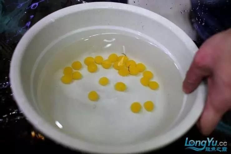 給我高清的龍魚魚卵圖片:如何在網(wǎng)上尋找高清的龍魚魚卵 龍魚百科 第15張 給我高清的龍魚魚卵圖片:如何在網(wǎng)上尋找高清的龍魚魚卵 給我高清的龍魚魚卵圖片:如何在網(wǎng)上尋找高清的龍魚魚卵 龍魚百科 第15張