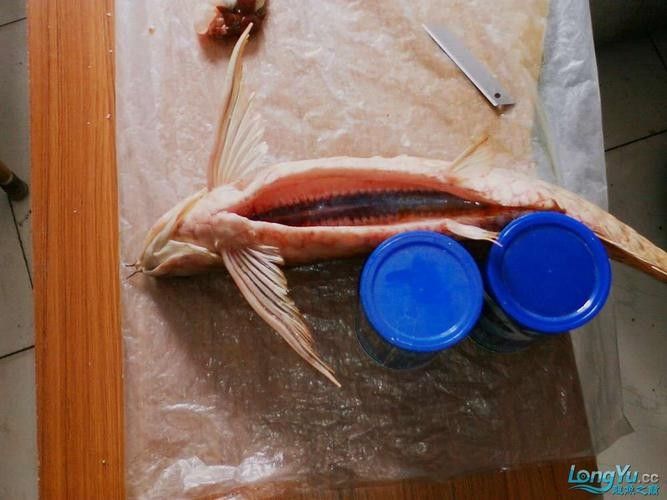 給我高清的龍魚魚卵圖片：如何在網(wǎng)上尋找高清的龍魚魚卵 給我高清的龍魚魚卵圖片：如何在網(wǎng)上尋找高清的龍魚魚卵 龍魚百科 第23張