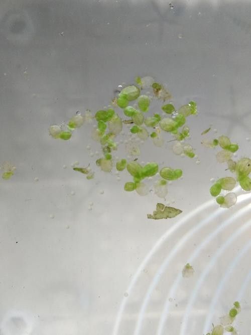 給我高清的龍魚魚卵圖片:如何在網(wǎng)上尋找高清的龍魚魚卵 龍魚百科 第7張 給我高清的龍魚魚卵圖片:如何在網(wǎng)上尋找高清的龍魚魚卵 給我高清的龍魚魚卵圖片:如何在網(wǎng)上尋找高清的龍魚魚卵 龍魚百科 第7張