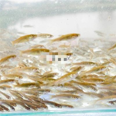 給我推薦一些適合龍魚的活食品牌：活食品牌推薦