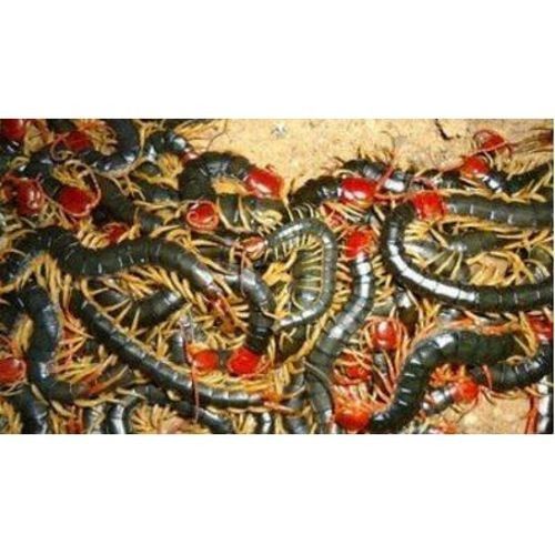 給我推薦一些適合龍魚的活食品牌：活食品牌推薦