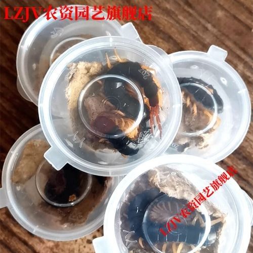 給我推薦一些適合龍魚的活食品牌：活食品牌推薦