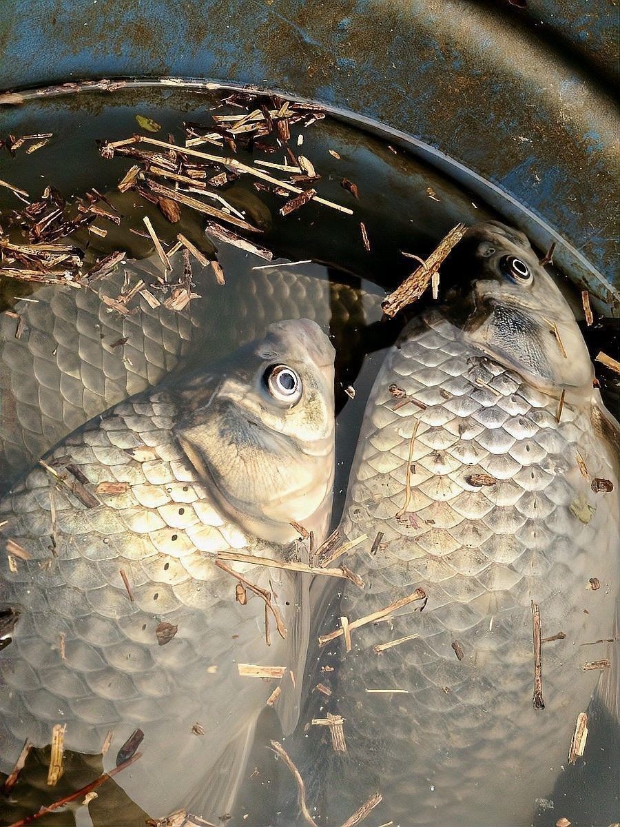 龍魚在低溫下能撐多久：龍魚在低溫下的最長存活時間取決于多種因素