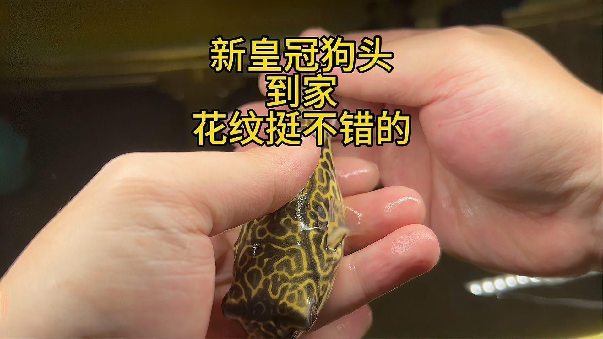 混養時皇冠魚和龍魚需要多大的魚缸：養皇冠魚和龍魚時
