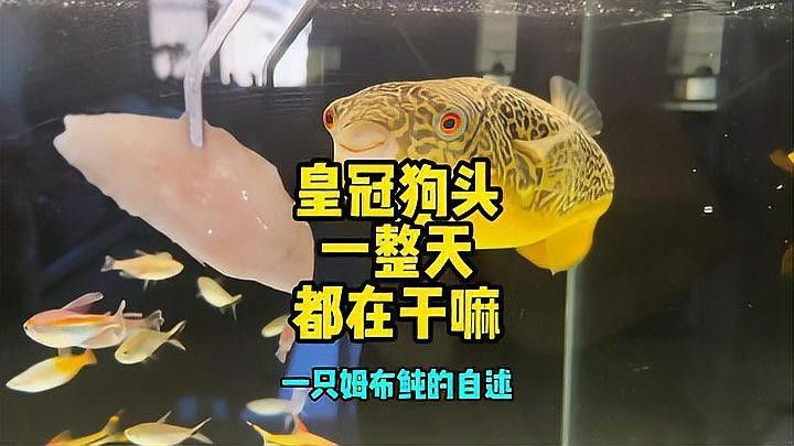 混養時皇冠魚和龍魚需要多大的魚缸：養皇冠魚和龍魚時