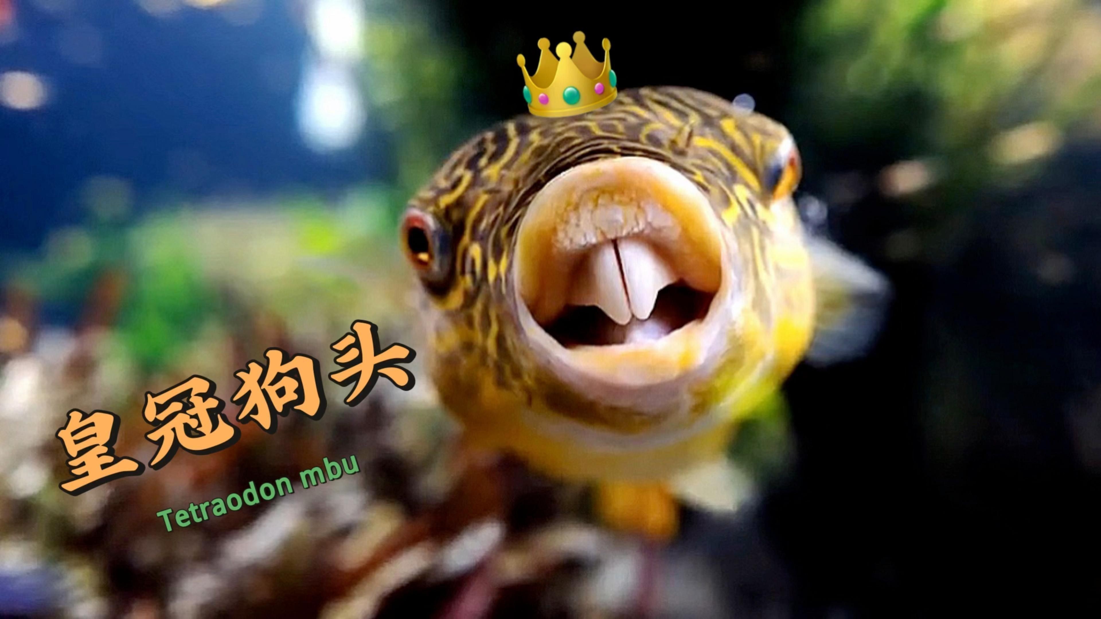 混養時皇冠魚和龍魚需要多大的魚缸：養皇冠魚和龍魚時