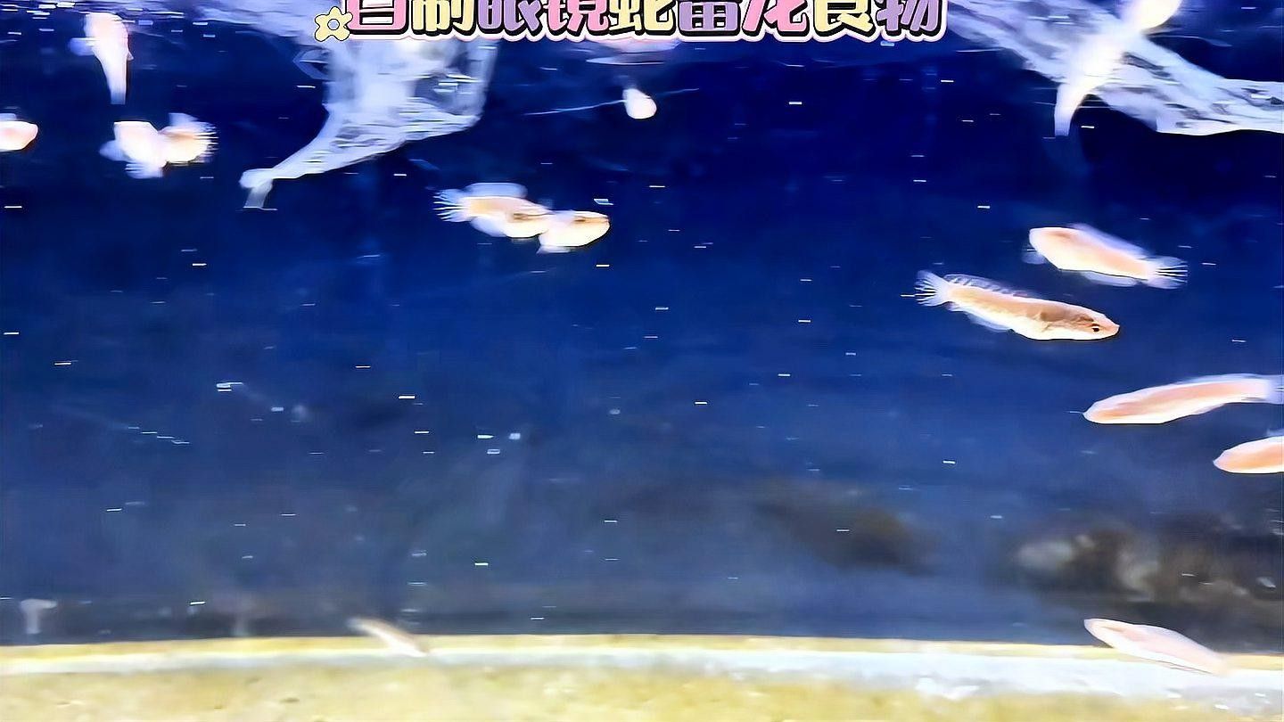 如何自制雷龍魚(yú)飼料？：自制雷龍魚(yú)糧大升級(jí),超級(jí)配方來(lái)襲!