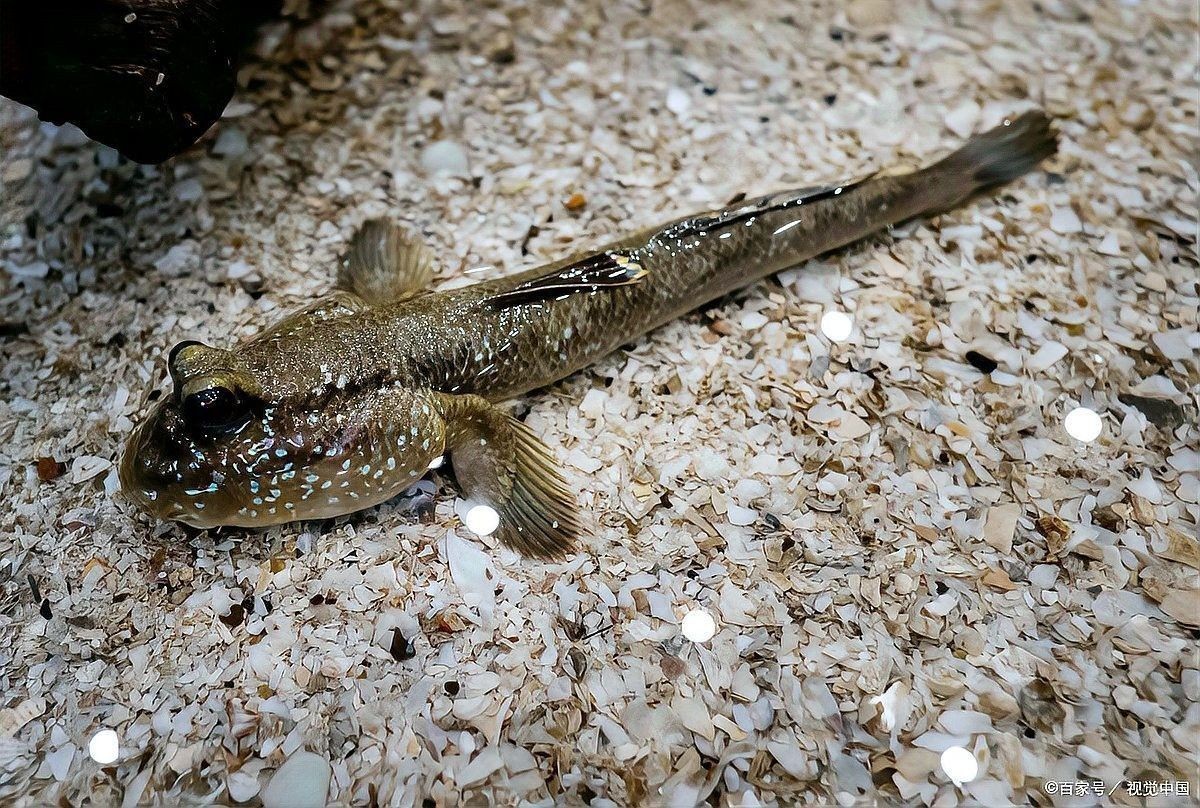 六角龍魚和金魚哪個更好養(yǎng)？：六角龍魚和金魚哪個壽命更長？