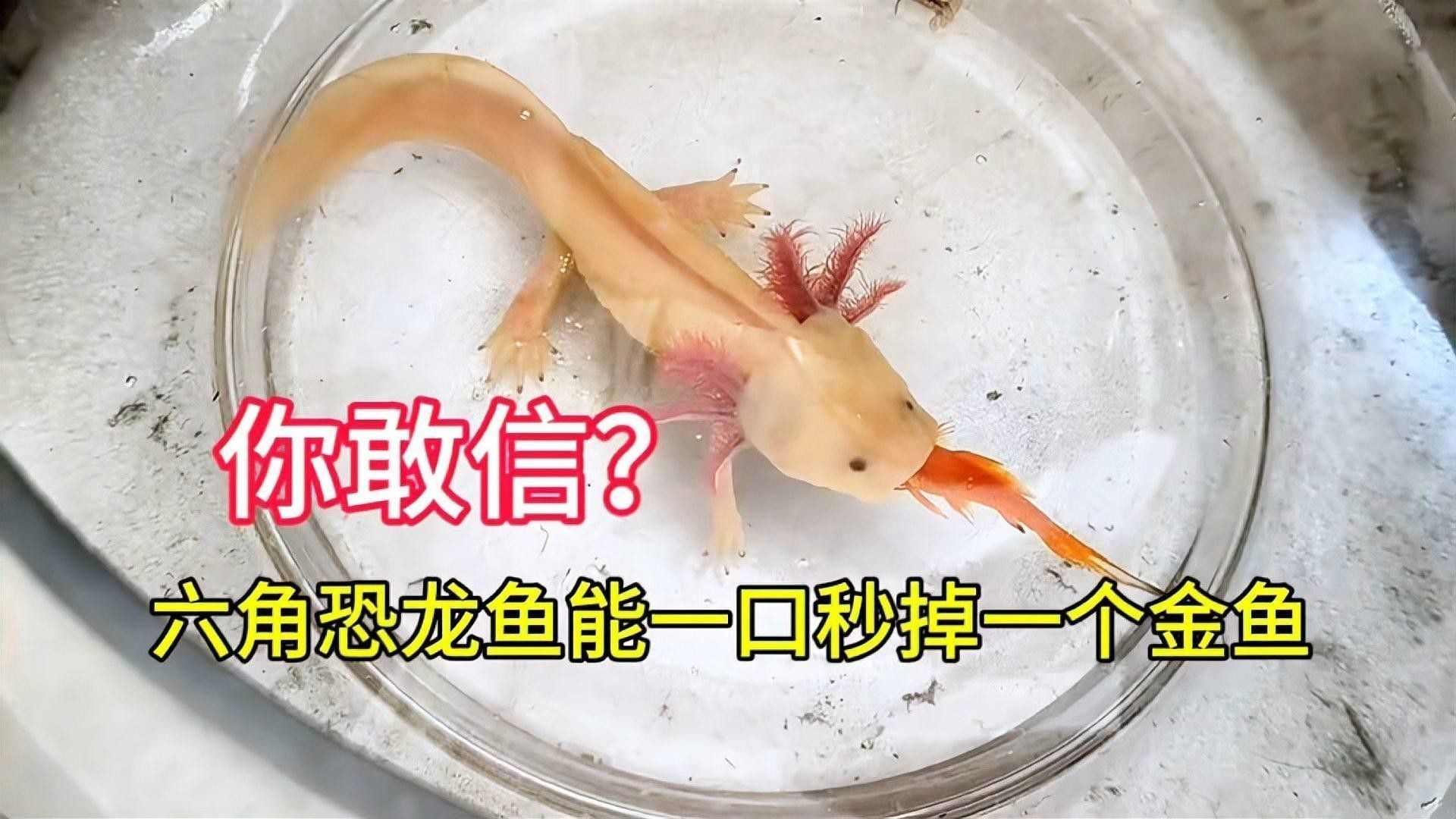 六角龍魚和金魚哪個更好養(yǎng)？：六角龍魚和金魚哪個壽命更長？