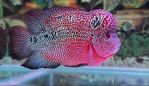羅漢和金龍魚混養(yǎng)需要多長(zhǎng)時(shí)間適應(yīng)：羅漢魚與金龍魚混養(yǎng)的適應(yīng)時(shí)間因個(gè)體差異而異
