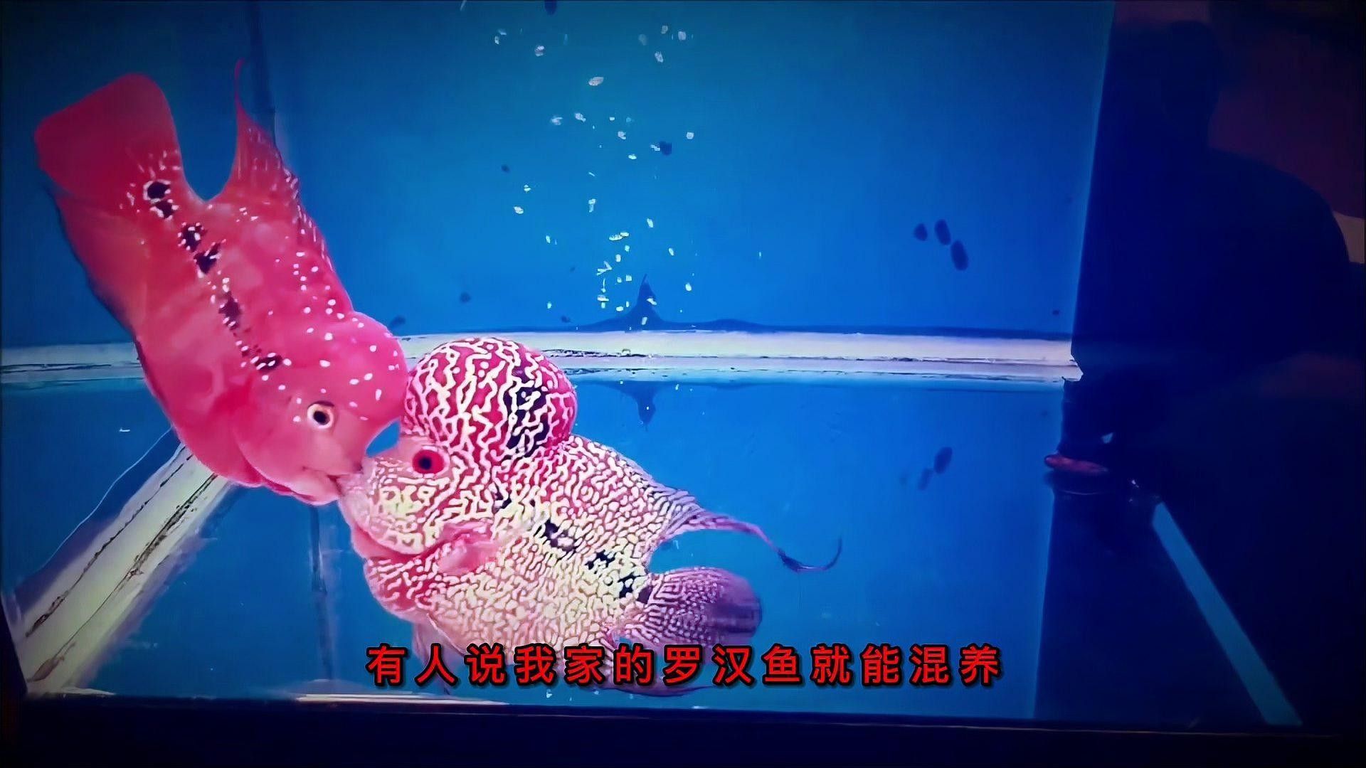 羅漢和金龍魚混養(yǎng)需要多長(zhǎng)時(shí)間適應(yīng)：羅漢魚與金龍魚混養(yǎng)的適應(yīng)時(shí)間因個(gè)體差異而異
