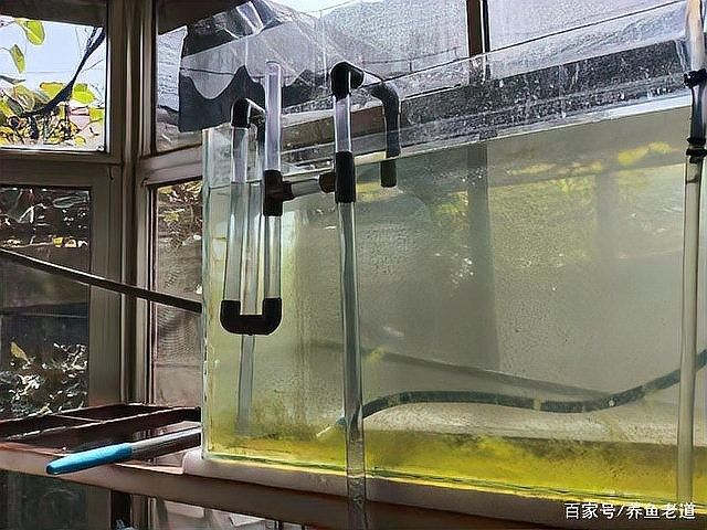龍魚缸的底濾怎么做：制作龍魚缸底濾系統的步驟 龍魚缸的底濾怎么做：制作龍魚缸底濾系統的步驟 龍魚百科 第7張