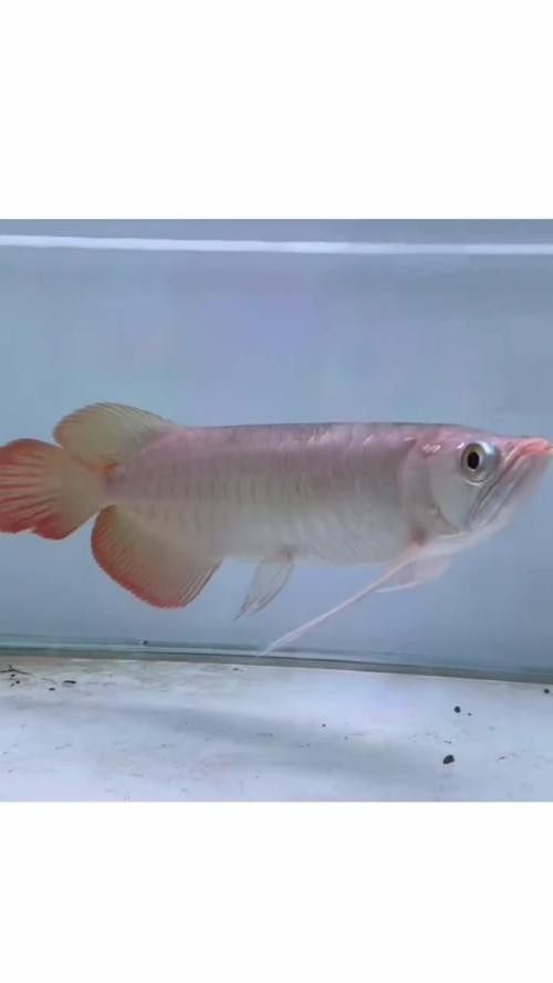 紅龍魚壁紙有高清版本嗎：紅龍魚壁紙的高清版本是存在的，并且可以在網上找到