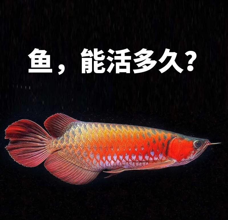 紅金龍魚壽命一般是多久？：紅金龍魚的壽命取決于幾個因素取決于幾個因素