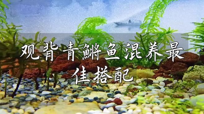 哪種混養方案最適合新手？：新手如何選擇最適合的混養方案