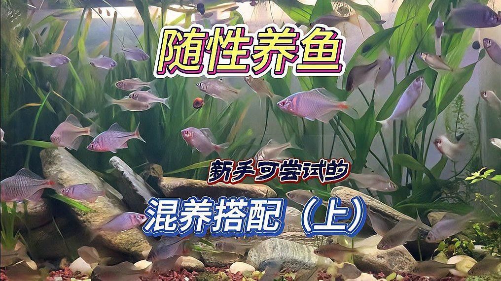 哪種混養方案最適合新手？：新手如何選擇最適合的混養方案